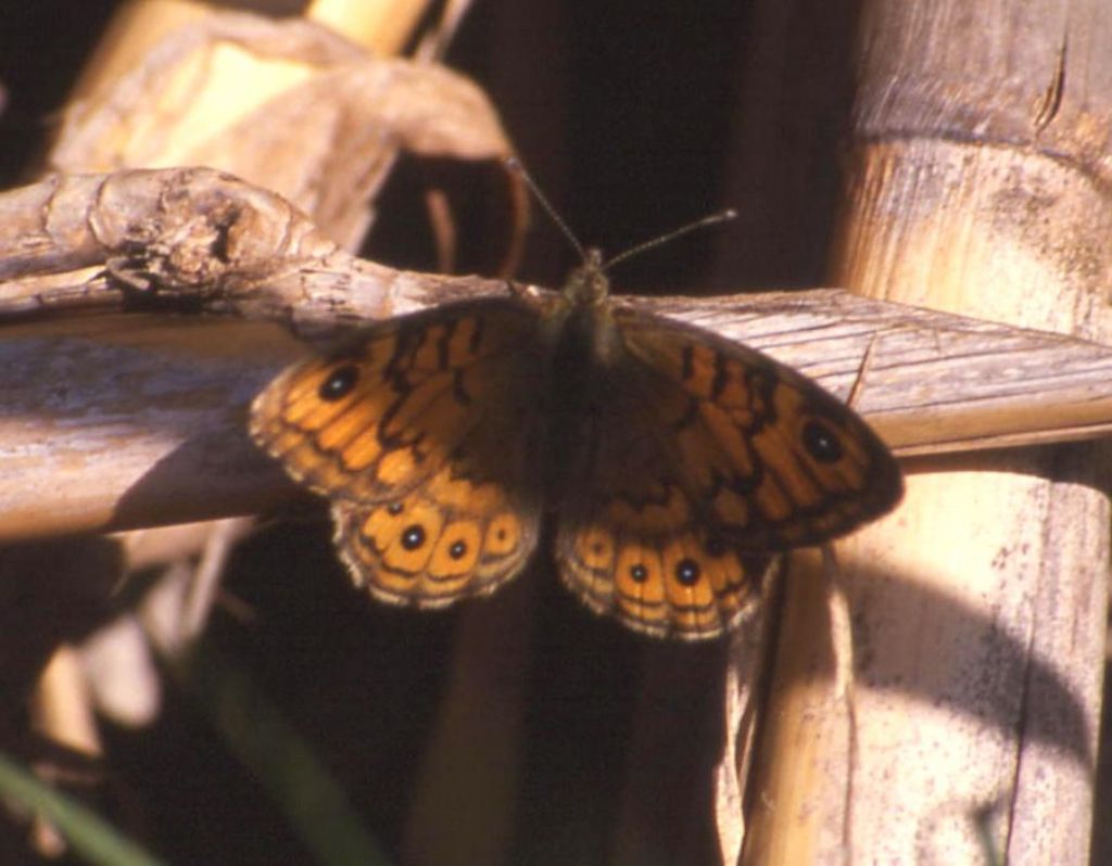 Lepidottero da identificare (169)